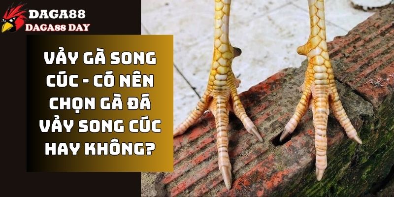 cvảy gà song cúc