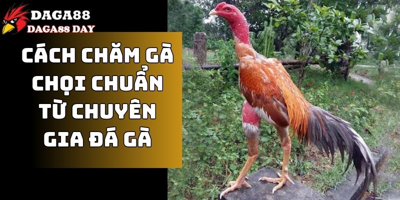 cách chăm gà chọi chuẩn