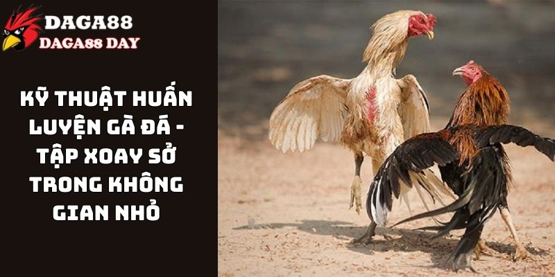 kỹ thuật huấn luyện gà đá