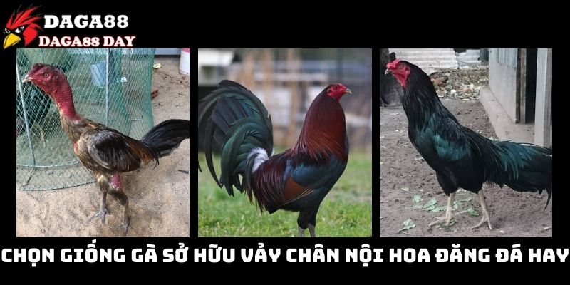 Vảy nội hoa đăng