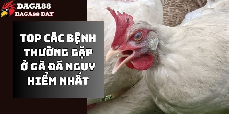 các bệnh thường gặp ở gà đá