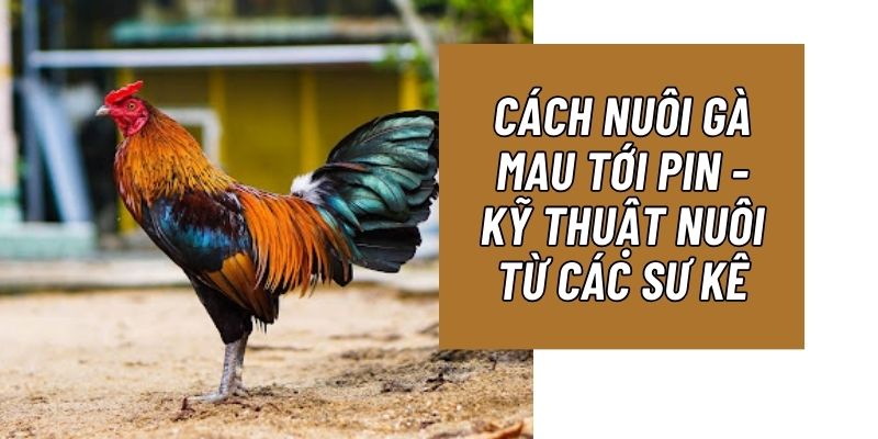 nuôi gà mau tới pin