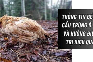 Bệnh cầu trùng ở gà