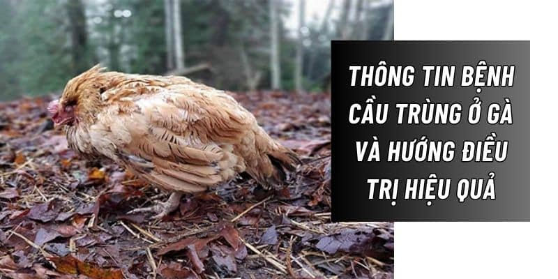 Bệnh cầu trùng ở gà